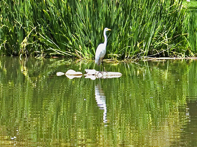 фото "A wading Crane" метки: разное, природа, 