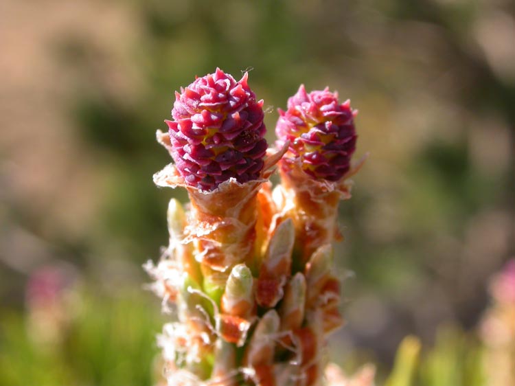 photo "Flor de pino" tags: nature, macro and close-up, flowers