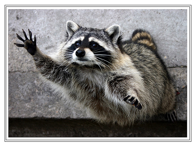 photo ""Plee-eease, give a slice of bread to a poor racco" tags: nature, wild animals