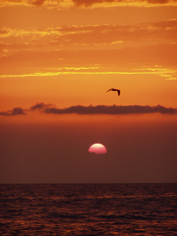 photo "Petrel" tags: landscape, sunset, water