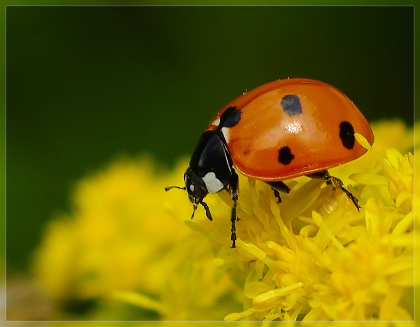 photo "***" tags: nature, insect