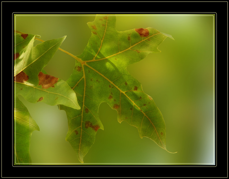 photo "leaf" tags: nature, flowers