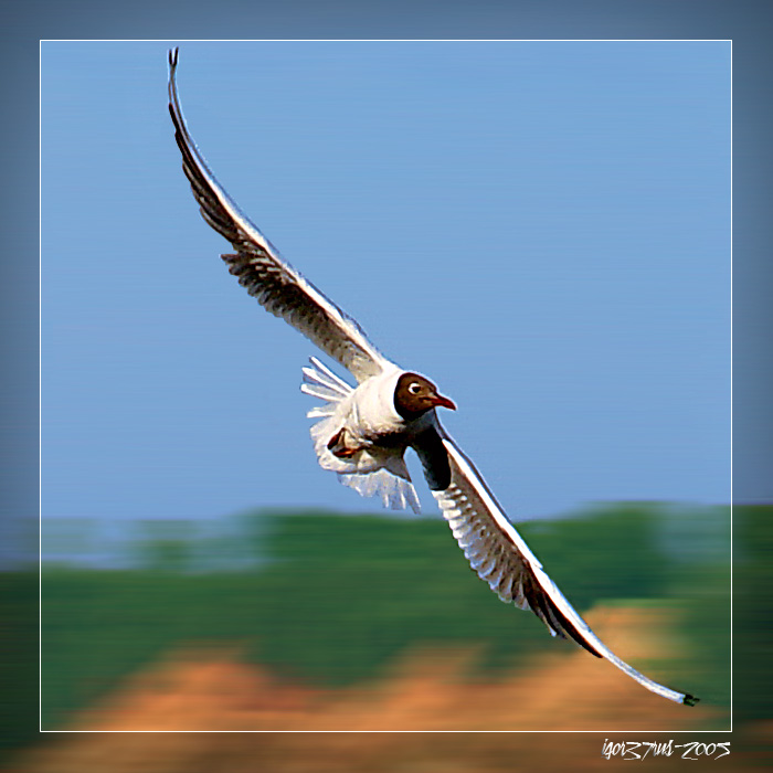 photo "The Flight..." tags: nature, wild animals