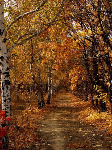 photo "Path at autumn" tags: landscape, autumn, forest
