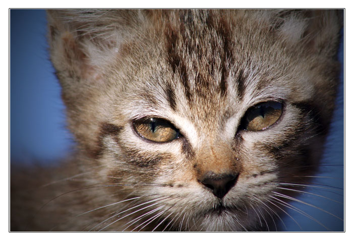 photo "the eyes of a kitten..." tags: misc., 