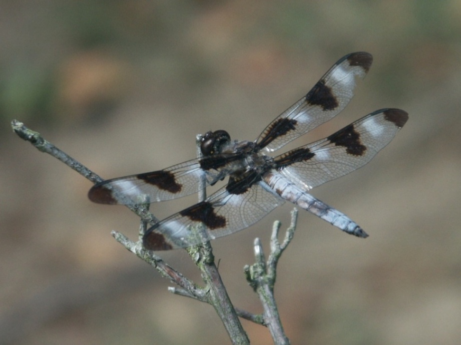 фото "Dragonfly (Twelve-spotted skimmer male?)" метки: природа, насекомое