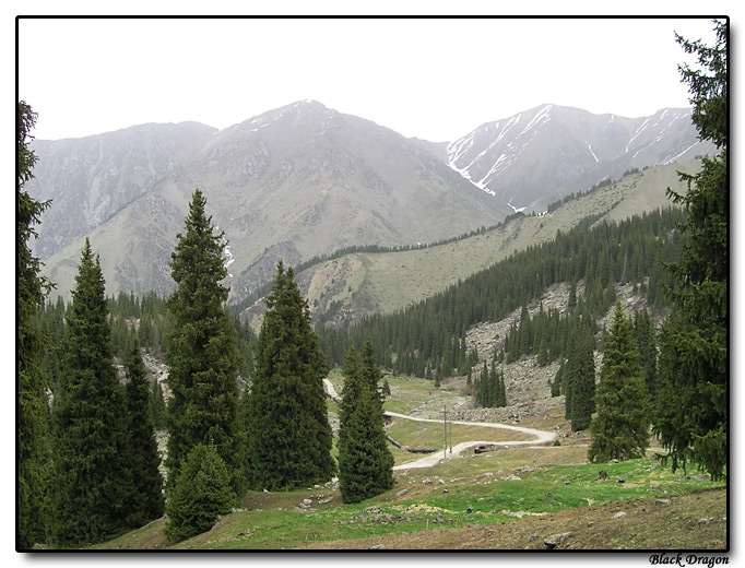 photo "Spruces" tags: landscape, travel, Asia, forest