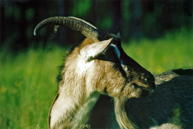 photo "Goat" tags: nature, portrait, pets/farm animals