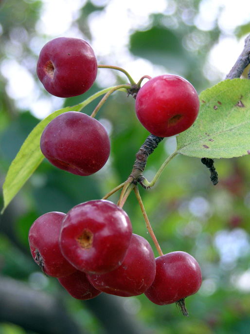 photo "ripe apple" tags: nature, flowers