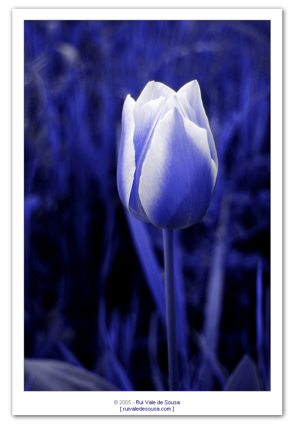 фото "tulip (rosa maria)" метки: разное, 