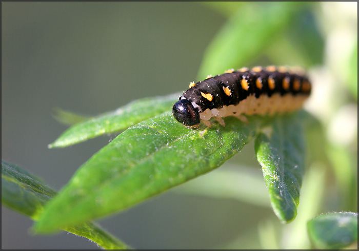 photo "Untitled photo" tags: macro and close-up, nature, insect