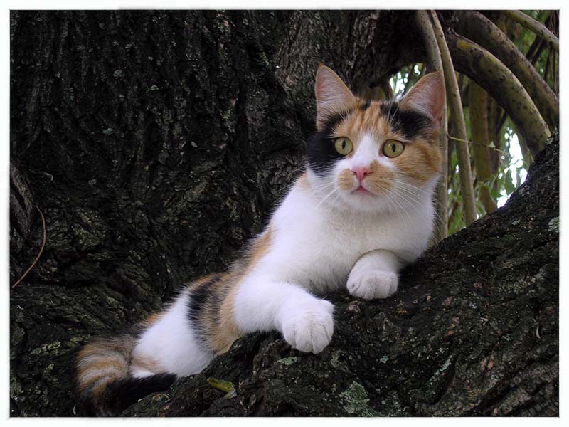 photo "Cat" tags: nature, pets/farm animals