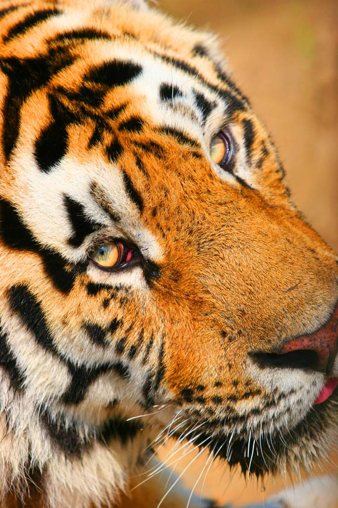 photo "tiger" tags: nature, wild animals