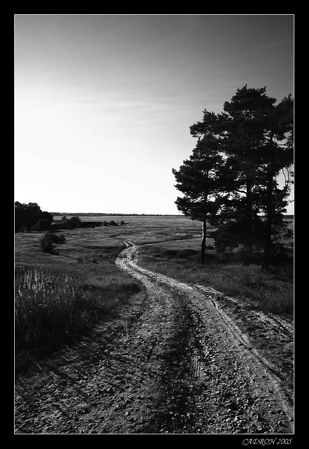 photo "Рязанские дороги... (Россия)" tags: landscape, black&white, forest