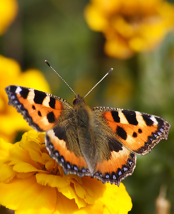 photo "Simple Butterfly #2" tags: macro and close-up, nature, insect