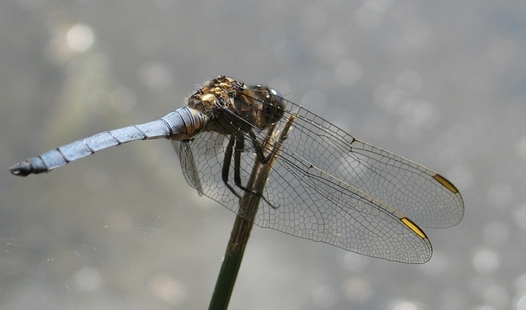 фото "dragon fly" метки: природа, макро и крупный план, насекомое