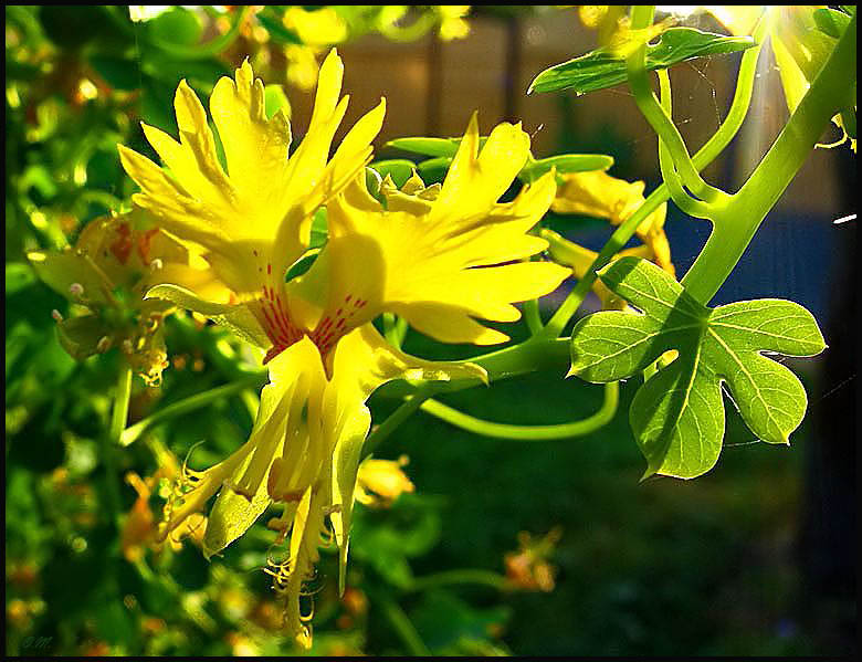 фото "солнечное утро" метки: природа, макро и крупный план, цветы