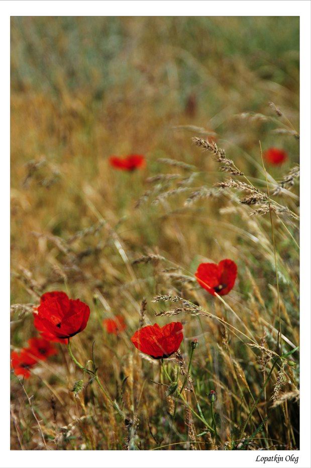 photo "Poppies fields on a way to Nurata, Uzbekistan" tags: nature, travel, Asia, flowers