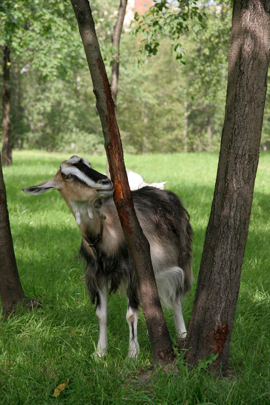 photo "Lunch Time" tags: nature, pets/farm animals