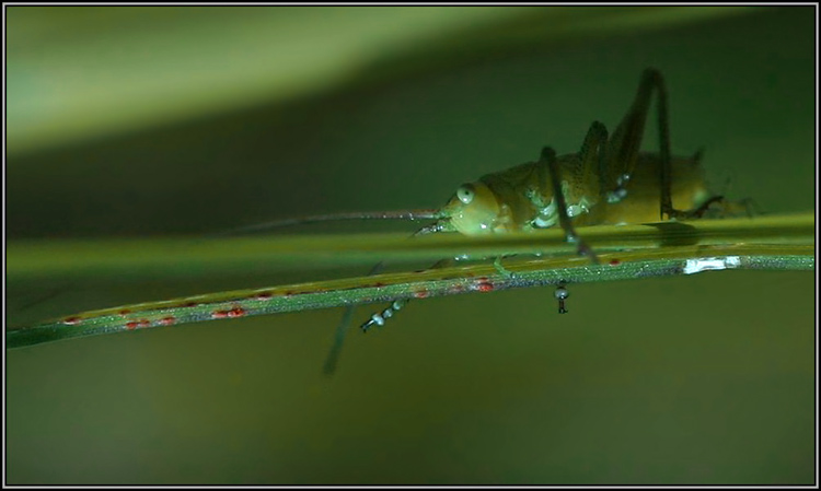 photo "Spy:)" tags: macro and close-up, nature, insect