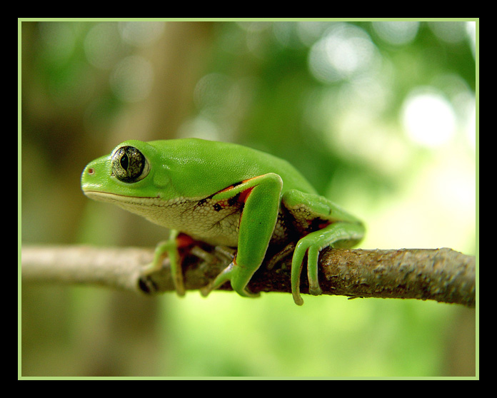 photo "Phyllomedusa hypochondryalis" tags: macro and close-up, nature, wild animals