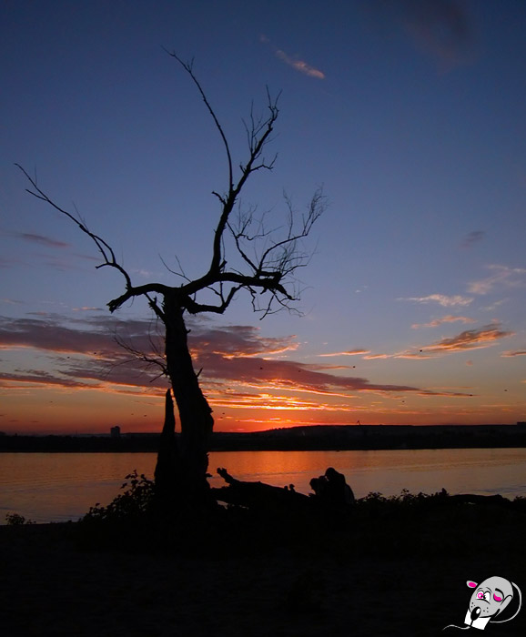 photo "Dead tree" tags: landscape, sunset