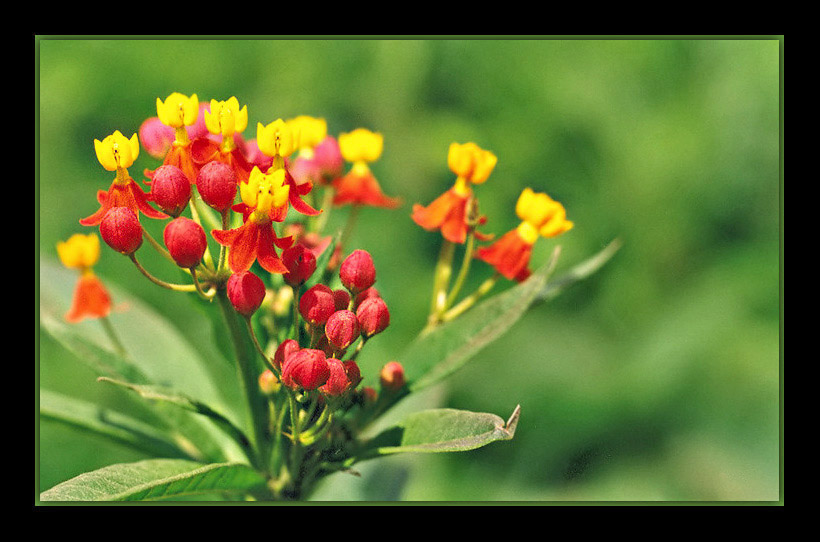 photo "Red buds" tags: nature, flowers