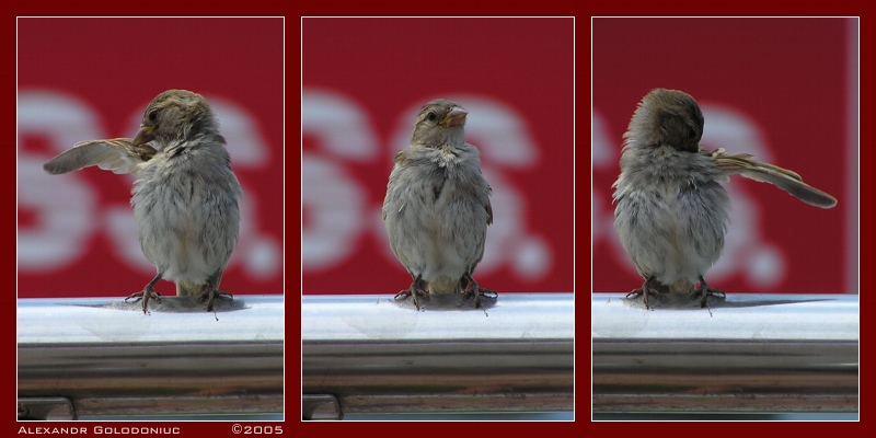 photo "The Sparrow :-)" tags: nature, wild animals