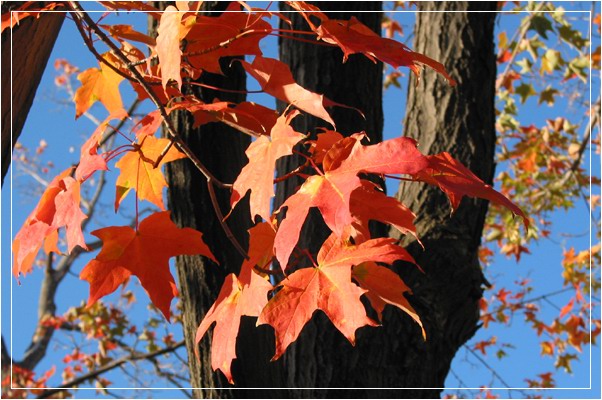 photo "Fall is coming around (ON)" tags: landscape, travel, North America, autumn