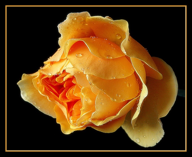 photo "bathed in a golden glow" tags: nature, flowers