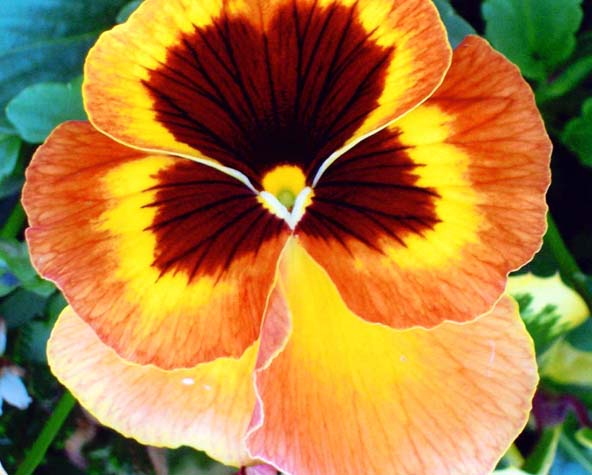 photo "Pansy" tags: macro and close-up, nature, flowers