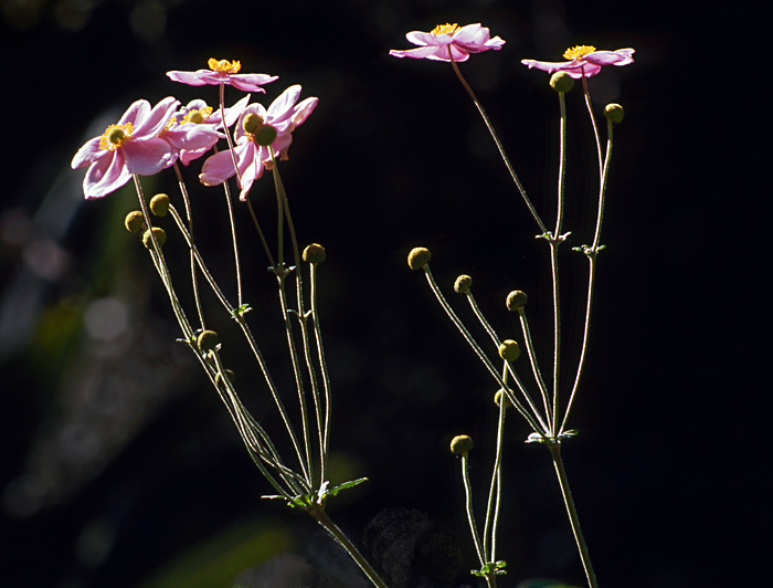 photo "Simple flowers" tags: nature, macro and close-up, 