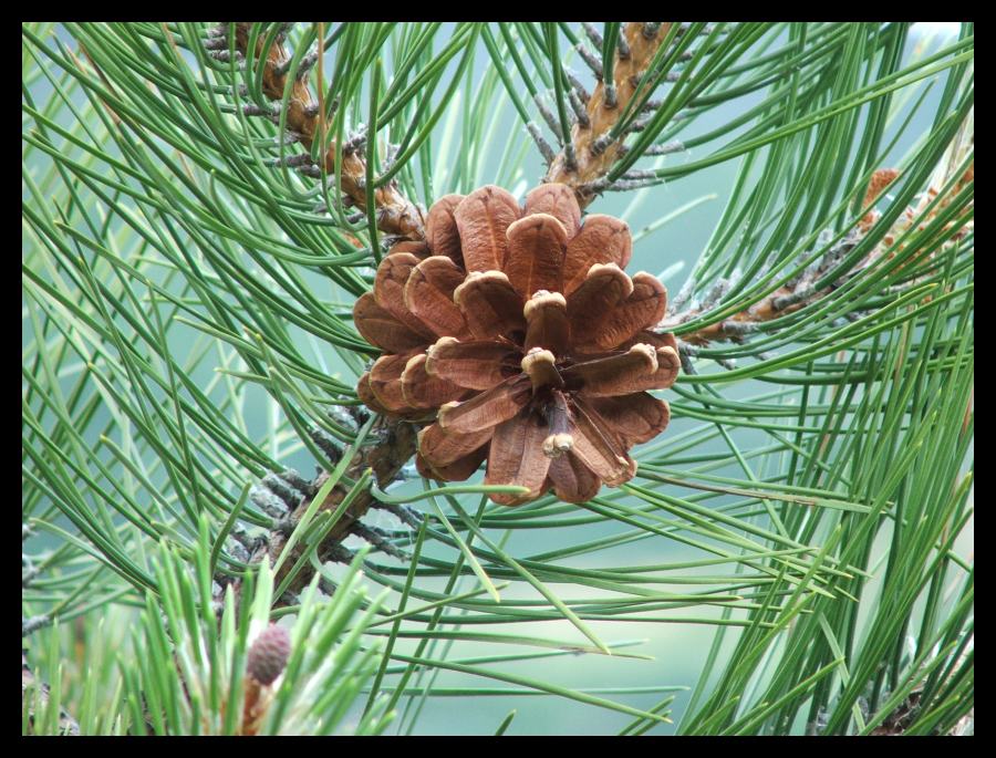 photo "The Cone" tags: landscape, nature, flowers, forest