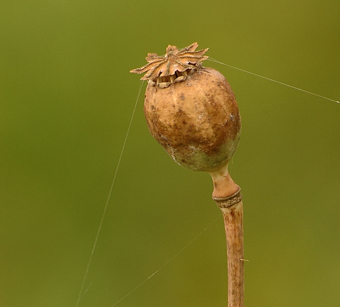 photo "Untitled photo" tags: macro and close-up, nature, flowers