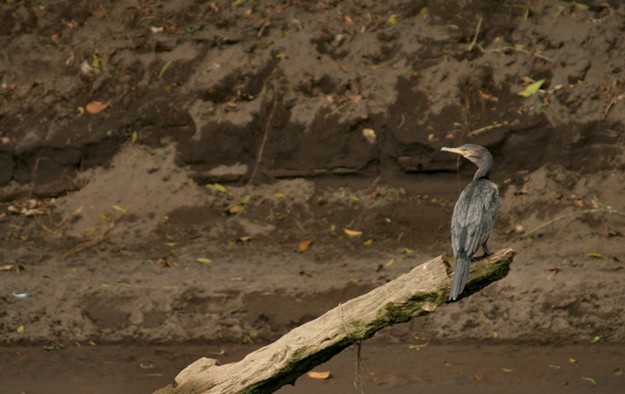 photo "The Survivor" tags: nature, landscape, 