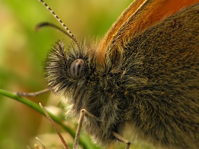 photo "You don't shaved again!!!!" tags: macro and close-up, nature, insect