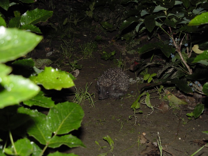 photo "Night ruler of my garden" tags: nature, wild animals