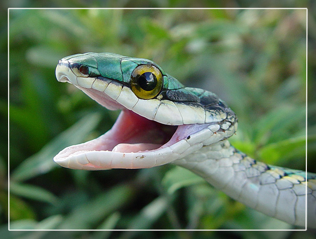 photo "Leptophis ahethula" tags: nature, landscape, forest, wild animals