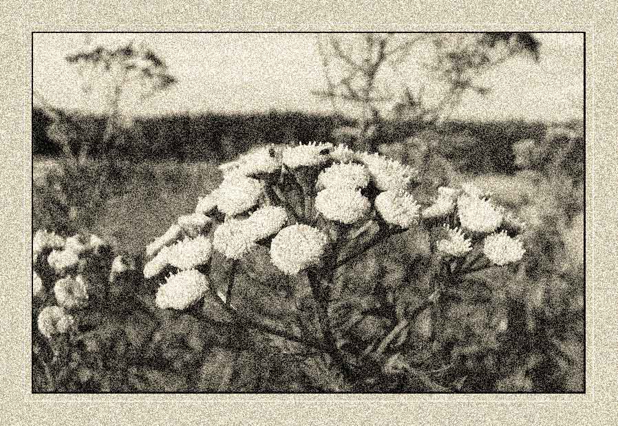 photo "Nostalgia about one Summer..." tags: nature, flowers