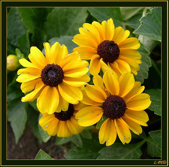 photo "Flowers" tags: nature, flowers