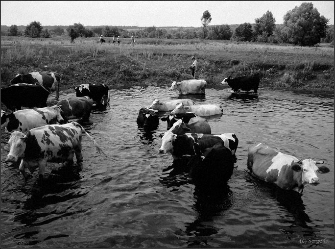 photo "Rural photo" tags: nature, black&white, pets/farm animals