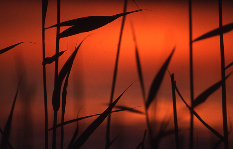 photo "Reeds" tags: nature, landscape, flowers, sunset