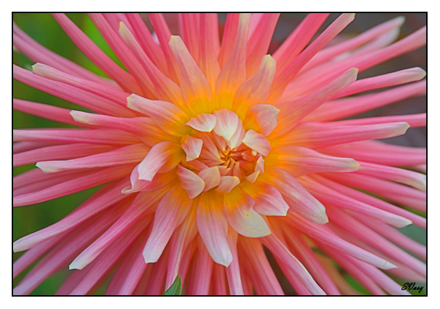 фото "Цветочный салют" метки: макро и крупный план, природа, цветы