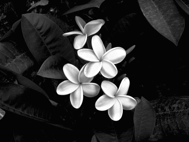 photo "Simply Plumeria's" tags: nature, flowers