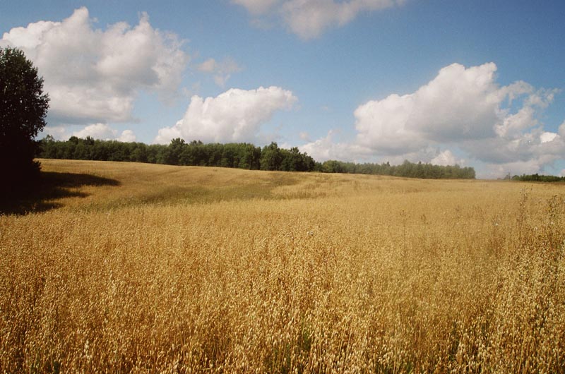 photo "Russian field" tags: landscape, summer