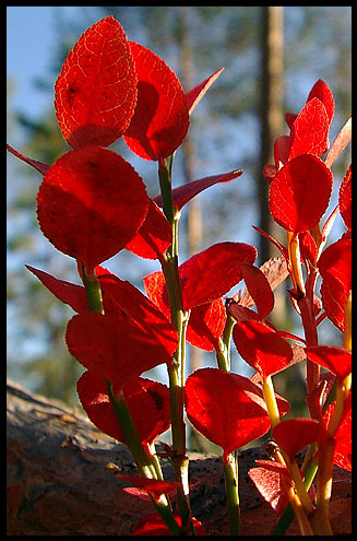 photo "Vaccinium myrtillus" tags: nature, flowers