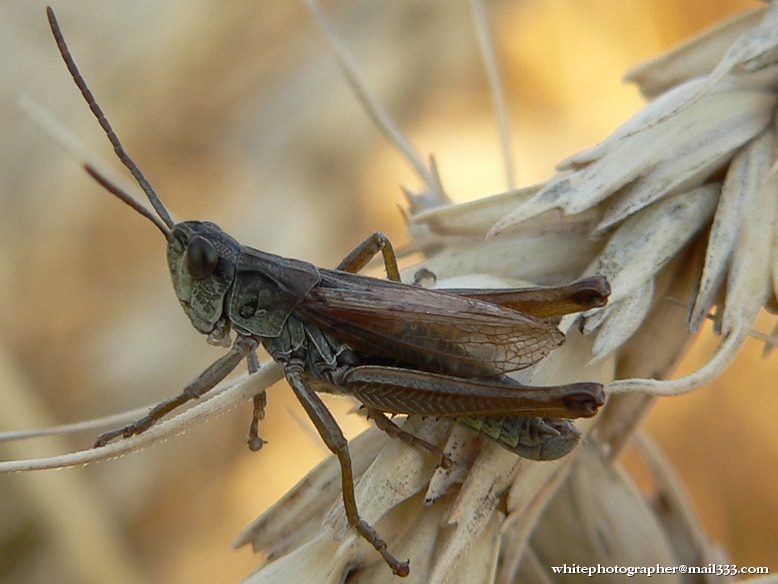 photo "Combine for the wheat :-)" tags: macro and close-up, nature, insect