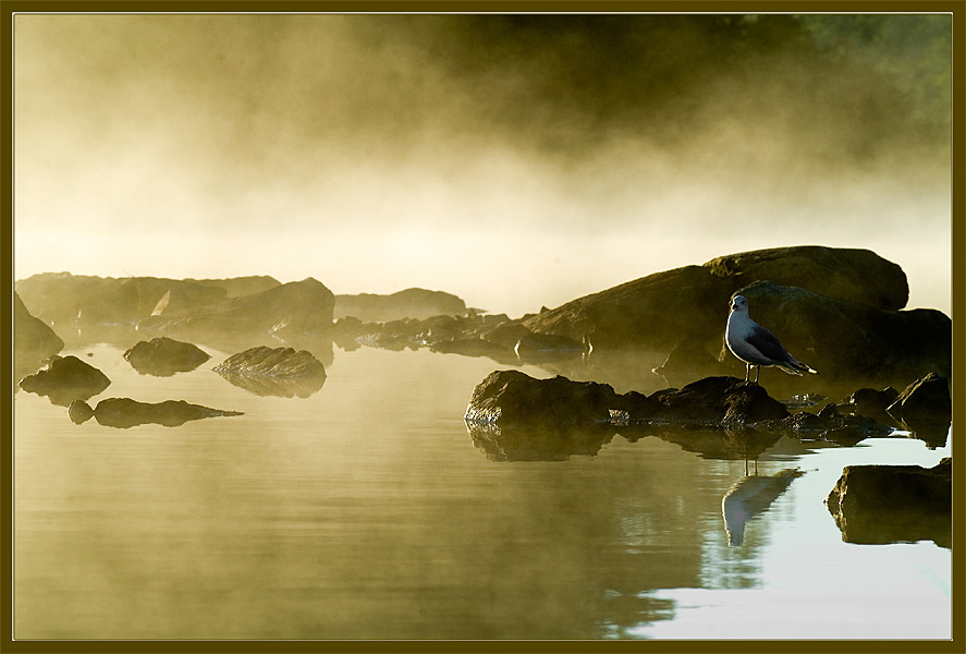 photo "Where the Gulls Waking Up" tags: nature, landscape, water, wild animals