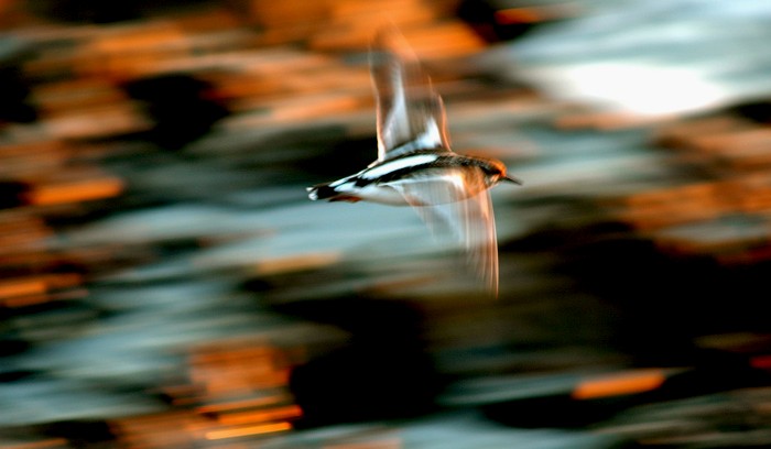 photo "Turnstone on sunset!" tags: nature, wild animals