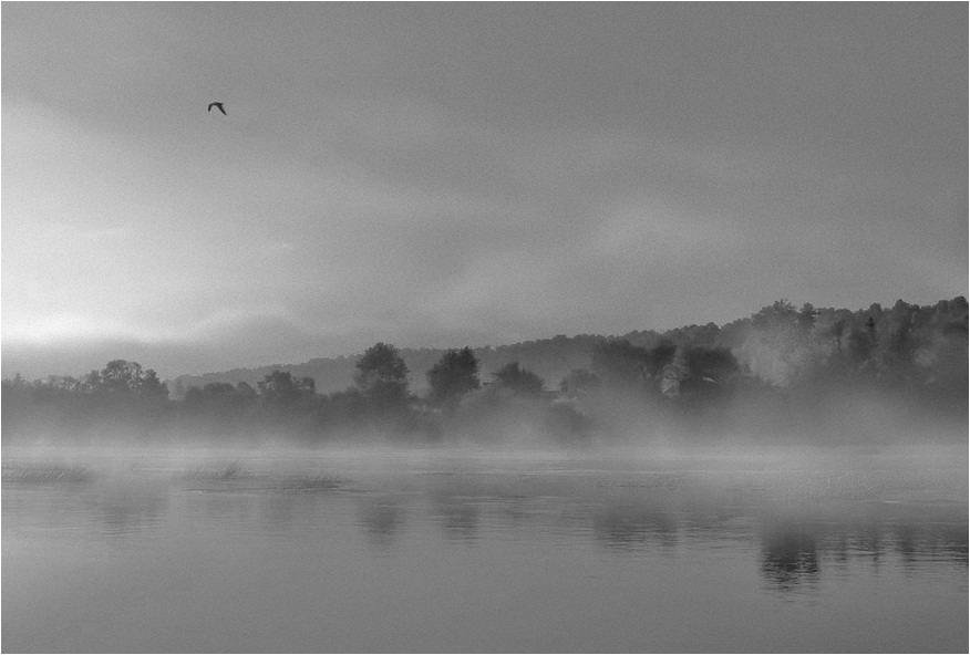 photo "Lonely bird" tags: black&white, 